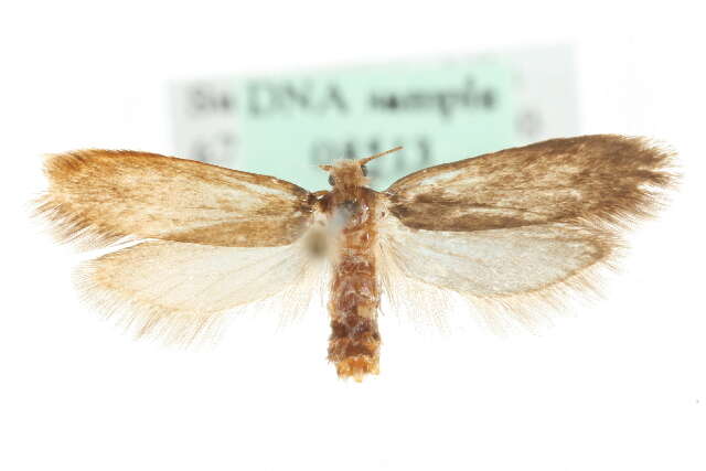 Image of Tinea columbariella Wocke 1877