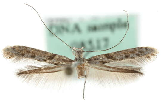 Image of Caloptilia cuculipennella (Hübner 1796)