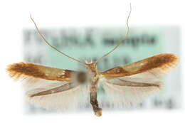 Image of Caloptilia robustella Jäckh 1972