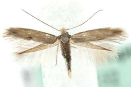 Image of Bucculatrix humiliella Herrich-Schäffer 1855