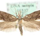 <i>Ypsolopha chazariella</i>的圖片