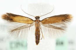 Image of <i>Coptotriche marginea</i>