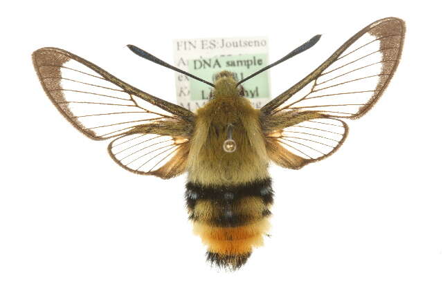 Imagem de Hemaris tityus (Linnaeus 1758)