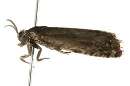 Image of <i>Pammene luedersiana</i>