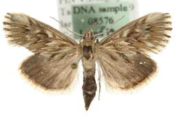 Image of Cynaeda dentalis