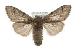 Dicallomera Butler 1881的圖片