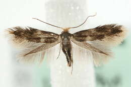 Image of Bucculatrix cidarella Zeller 1839