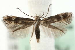 Image of Elachista utonella Frey 1856