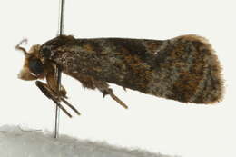 Image of <i>Gynnidomorpha vectisana</i>