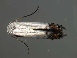 Image of Lyonetia ledi