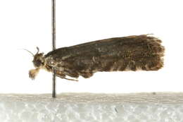 Image of Dichrorampha agilana Tengström 1848