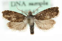 Image of Dichrorampha consortana Stephens 1852