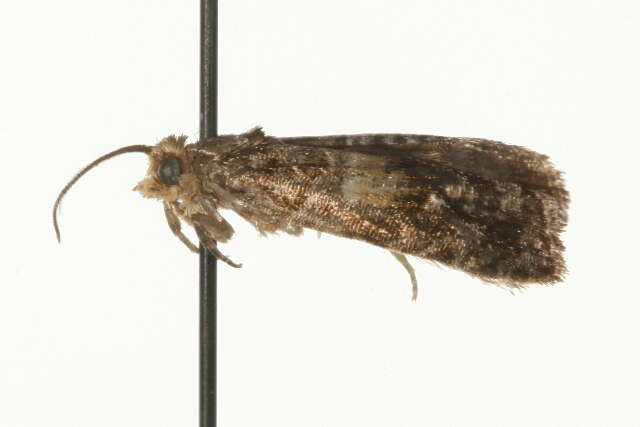 Image of Tortricid moth