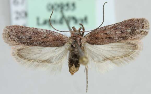 Image of Depressaria silesiaca Heinemann 1870