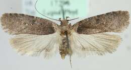 Image of Agonopterix multiplicella Erschoff 1877