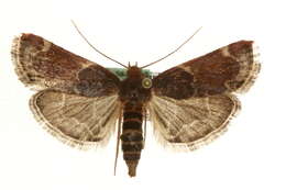Image of Pyralis lienigialis Zeller 1843