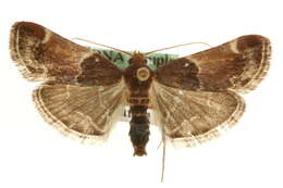 Pyralis lienigialis Zeller 1843 resmi