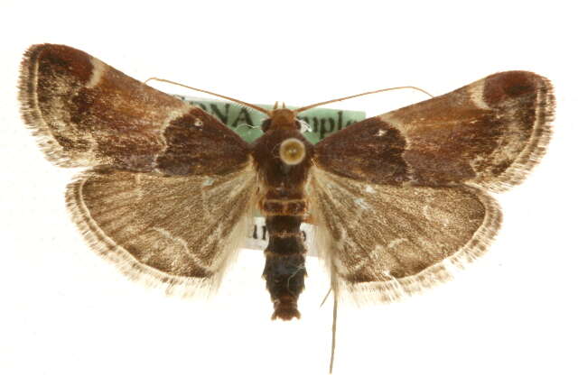 Pyralis lienigialis Zeller 1843 resmi