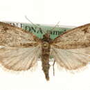 Image of Eudonia aequalis