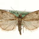 Eudonia aequalis的圖片