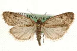 Eudonia aequalis的圖片