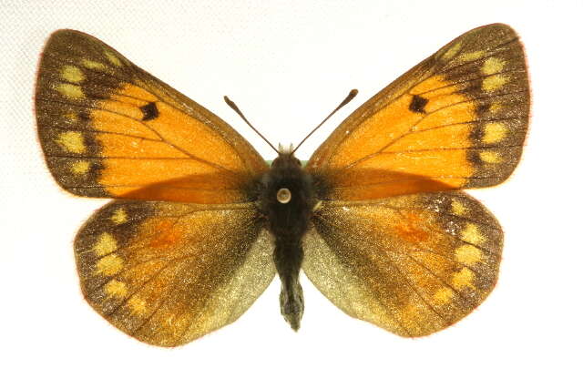 Image of Hecla Sulphur