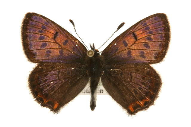 صورة <i>Lycaena helle</i>