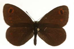 Image of <i>Erebia polaris</i>