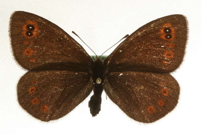 Image of <i>Erebia polaris</i>