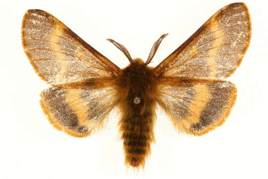 Image of Lemonia dumi (Linnaeus 1761)