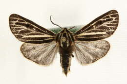 Image of Grammia quenseli