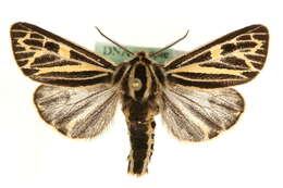 Image of Grammia quenseli