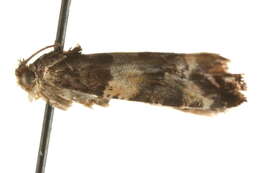 Image of Lobesia bicinctana Duponchel 1843