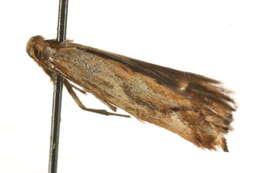 Image of <i>Epermenia falciformis</i>