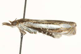 Crambus silvella Hübner (1810) resmi