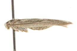 Image of Helcystogramma lineolella Zeller 1839