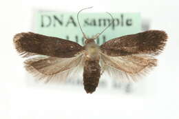Image of Anacampsis fuscella Eversmann 1844