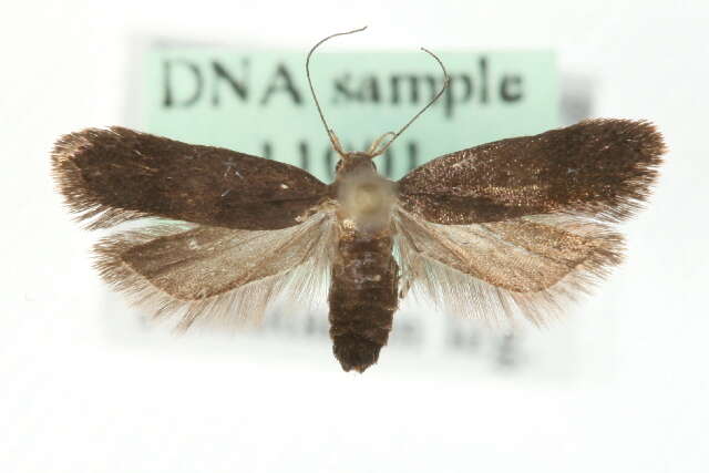 Image of Anacampsis fuscella Eversmann 1844