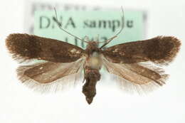 Image of Anacampsis fuscella Eversmann 1844