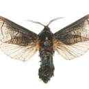 Image of <i>Acossus terebra</i>