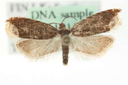 Image of Ancylis selenana Guenée 1845