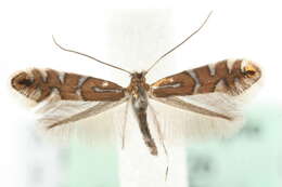 Image of Phyllonorycter nigrescentella (Logan 1851)