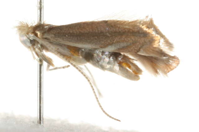 Phyllonorycter quercifoliella (Zeller 1839)的圖片