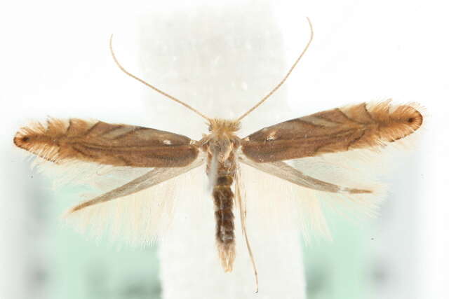 Phyllonorycter quercifoliella (Zeller 1839)的圖片