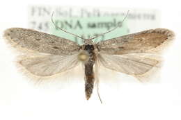 Image of Scrobipalpopsis petasitis Pfaffenzeller 1866