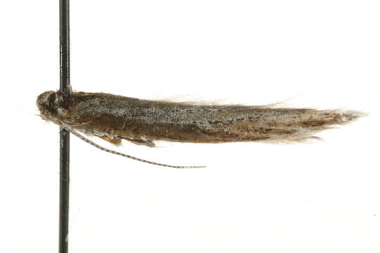 Image of Coleophora directella Zeller 1849