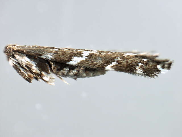 Слика од Leucospilapteryx omissella (Stainton 1848)