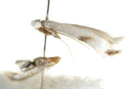 Image of Pseudopostega crepusculella (Zeller 1839) Davis 1989