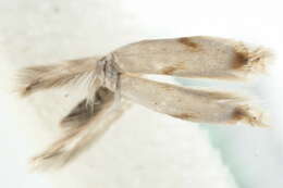 Image of Pseudopostega crepusculella (Zeller 1839) Davis 1989