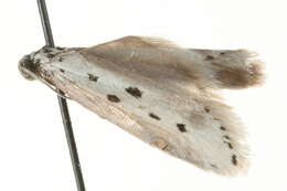 Image of Ethmia terminella Fletcher 1938